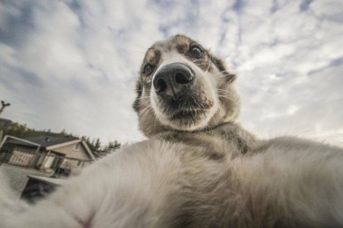Harika Selfieler Çeken 15 İnanılmaz Hayvan 10