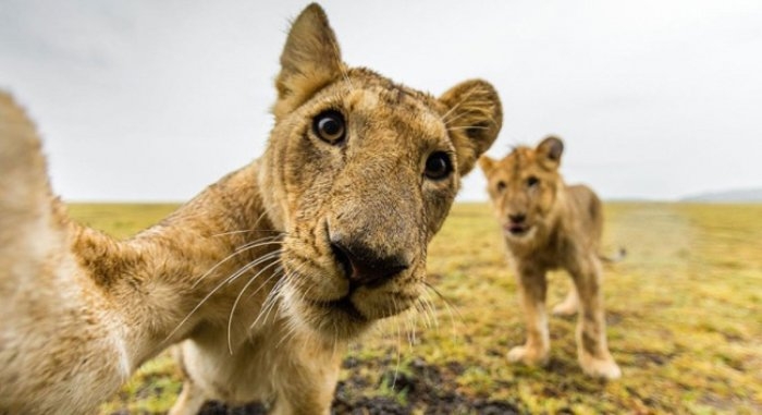 Harika Selfieler Çeken 15 İnanılmaz Hayvan 15