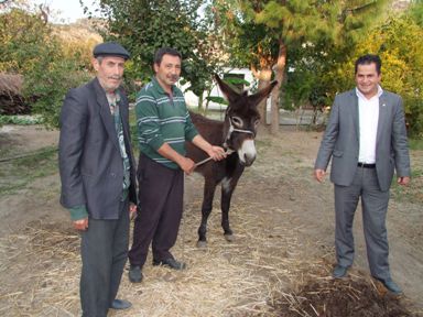 Film değil, zeytin hasadından kıymete bindiler