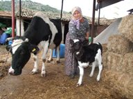 Sökede üç ayaklı buzağı dünyaya geldi