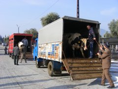 Şap hastalığı hayvan pazarlarını kapattırdı