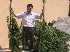 480 kök kenevir ele geçirildi