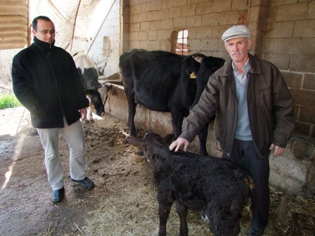 Bir özürlü buzağı daha dünyaya geldi