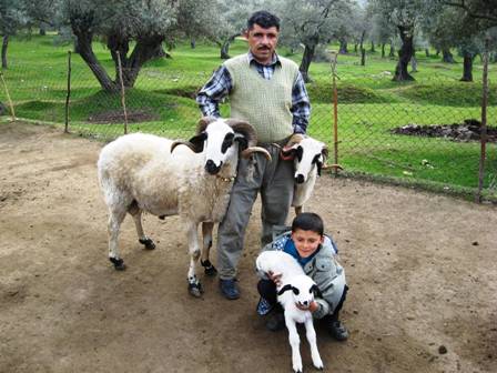 Yeni nesil karya koyunları ekonominin can damarı oldu