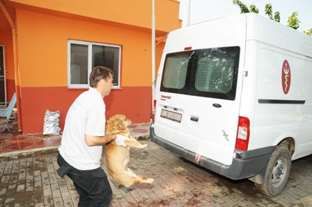 Sokak hayvanları özgürlüklerine kavuşuyor