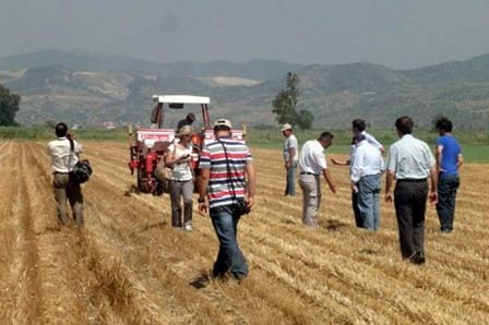 Buğday anızına doğrudan pamuk ekildi