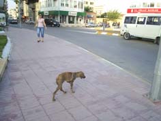 Uyuz köpekler endişe veriyor!