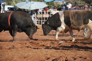 Arena boğalara dar geldi