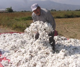 TARİŞ çekirdek alımına başladı