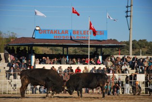 İspanya değil Aydın