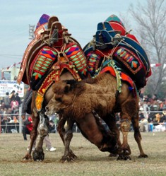 DEVELER SINIRTEKE ARENASINDA KAPIŞTI