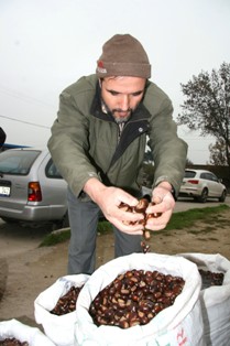 Kestane hasadı başladı