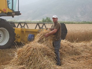 Buğdayı bırak, samana bak!