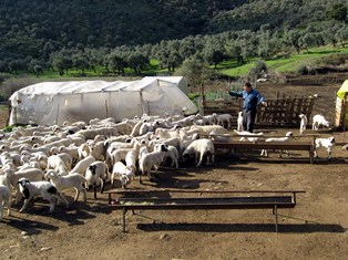 Aydınlı üretici protein tüketicisini bekliyor