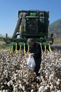 Pamuk hasadında denetim ve eğitimler devam ediyor