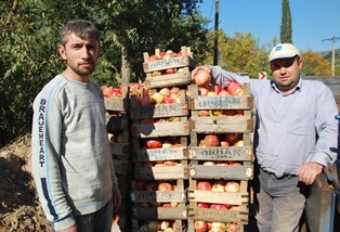 Nar üreticisi hayal kırıklığı yaşıyor