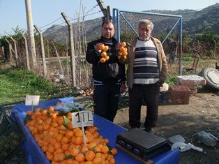 Portakal ve mandalina üreticisi isyan ediyor