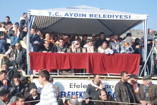 Pehlivan develer kıyasıya mücadele etti