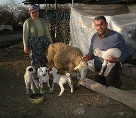 Yeni nesil Karya Koyunu altız doğurdu