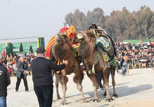 Germencik deve güreşleri kıran kırana geçti