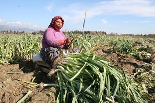 Pırasa bu yıl da sevindirdi