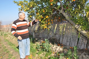 Narenciye dalında kaldı