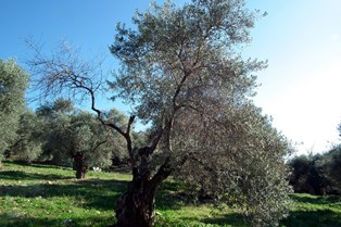 Zeytin ağaçları kuruma tehditi altında