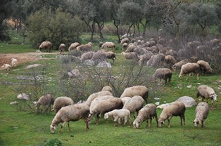 Aydın havası koyunları ve çobanları sevindirdi