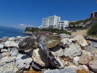 Kuşadasında ölü bir caretta caretta daha bulundu