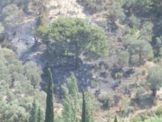 Bırakın izmariti, ağaçlık  bölgeye şişe dahi atmayın