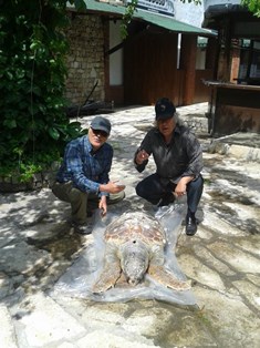 3 caretta caretta ölü bulundu