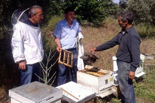 Ana arı üretimi yapan işletmeler denetlendi