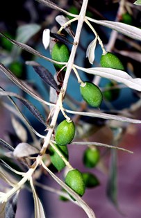 Zeytin dalda görüldü