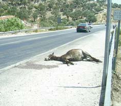 Yol ortasında çirkin görüntü