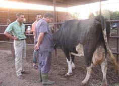 Sıcaklar hayvanların  hastalanma oranlarını da arttırdı