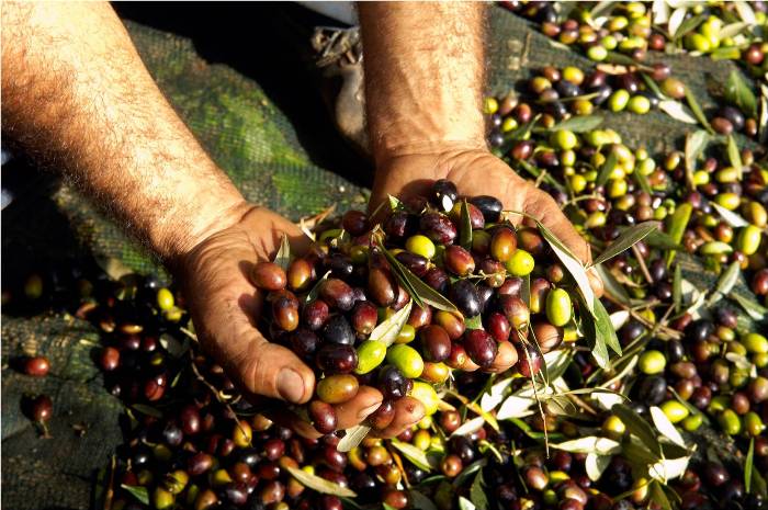 Zeytin ve zeytinyağı ihracatında bu sezon yüzler gülecek