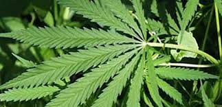 Kuşadası’nda uyuşturucu operasyonu