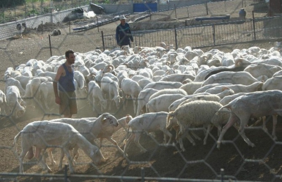 Koyunlara yıllarca haksızlık edilmiş