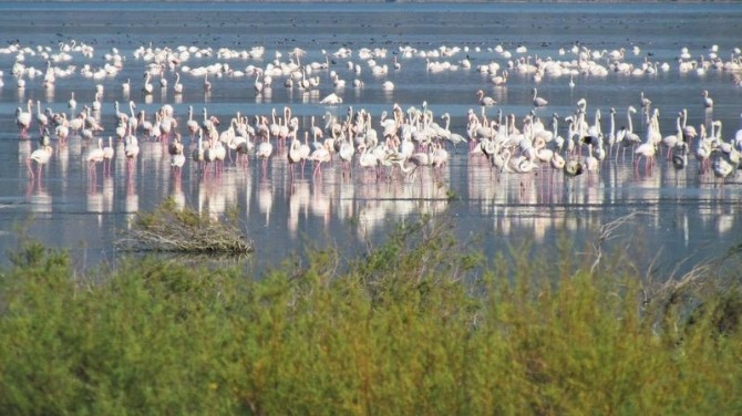 Bafa Gölü’nde pelikanlar izlendi