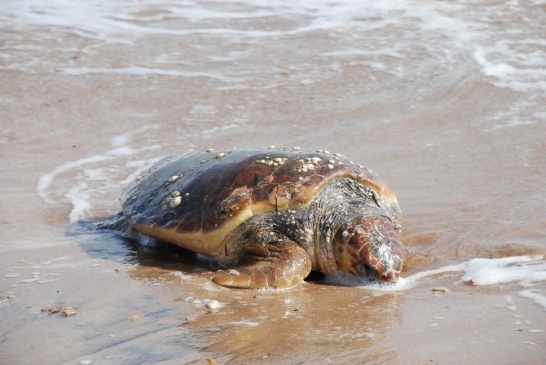 Didim’de sahile ölü Caretta Caretta vurdu