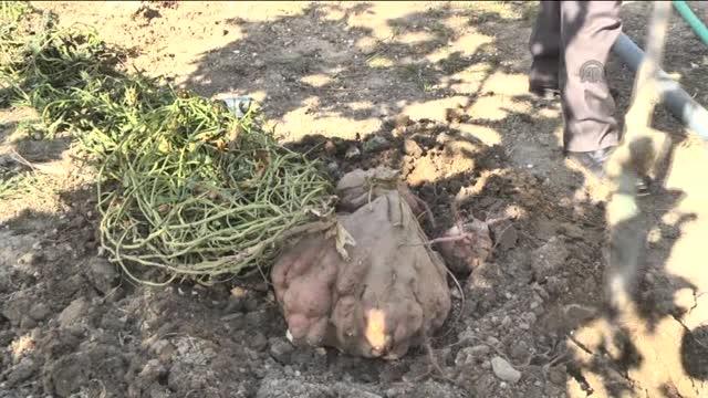 22 kilogramlık patates Guinness'e aday