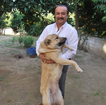 Çift cinsiyetli köpek herkesi şaşırtıyor