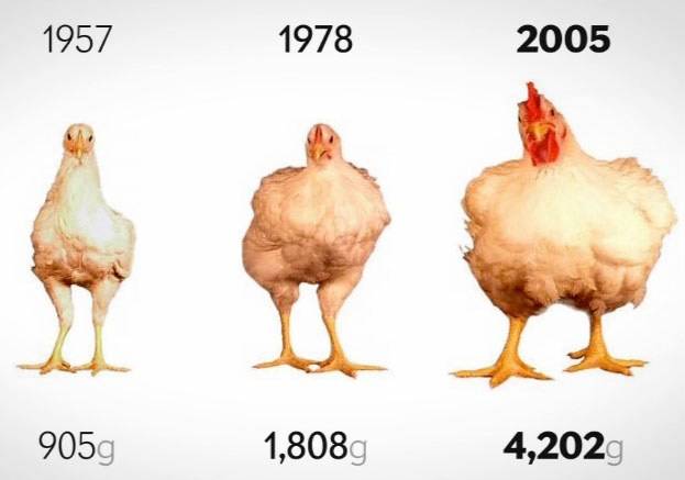 Tavukla ilgili 57 yılda korkutan değişim
