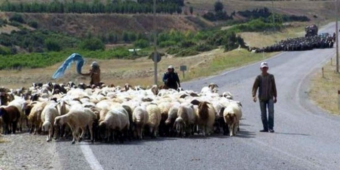 Aydın'da çobanlık kursunun dördüncüsü düzenleniyor