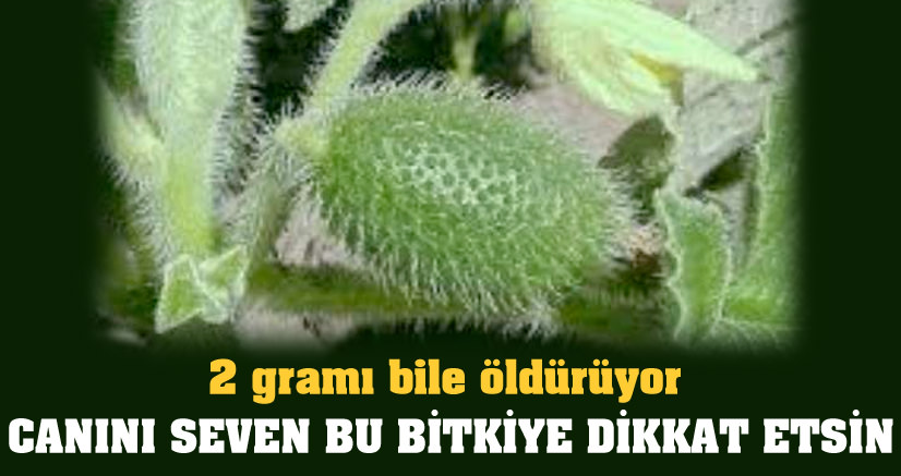 Bu bitkiye dikkat edin!