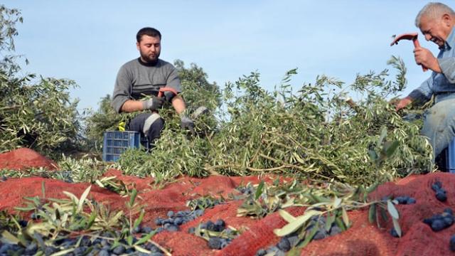 Barış: Zeytinlerimiz kesilerek geleceğimiz yok ediliyor