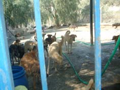 Kuşadası Köpekevi’nde ikinci açlık skandalı