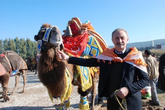 Şampiyon develer 4. kez Didim arenasına çıktı