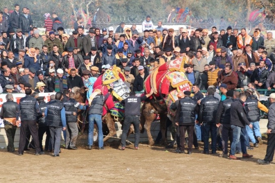 Develer öğrencilere yardım için güreşti