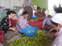 Avrupalıların zeytin ve biberi Yamalaktan gidiyor